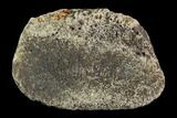 Hadrosaur Finger Bone - Alberta (Disposition #-) #95145-1
